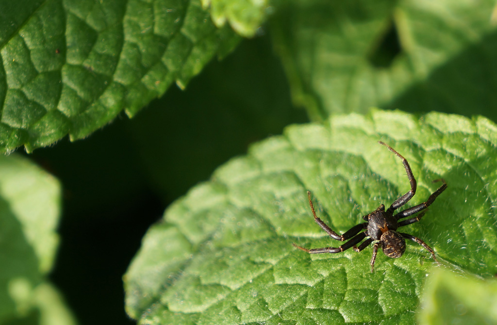 Xysticus sp. - Villa Estense (PD)